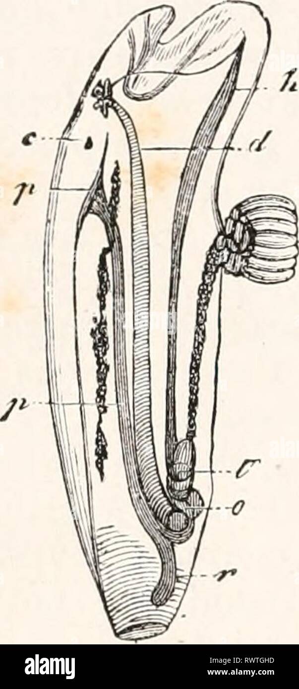 Elements of comparative anatomy (1878) Elements of comparative anatomy elementsofcompar00gege Year: 1878  392 COMPARATIVE ANATOMY. position, varying in different cases, within a cavity generally in the neighbourhood of the intestine. In its relation to the formation of buds the stolon of the Salpre also behaves differently from that of Doliolum. In the latter, bud-generations sprout from the stolon; they are arranged in rows, are often dimorphic, and remain attached to the stolon by short processes. In the Salpee similar buds arise by outgrowth from the stolon, but each bud encloses within its Stock Photo