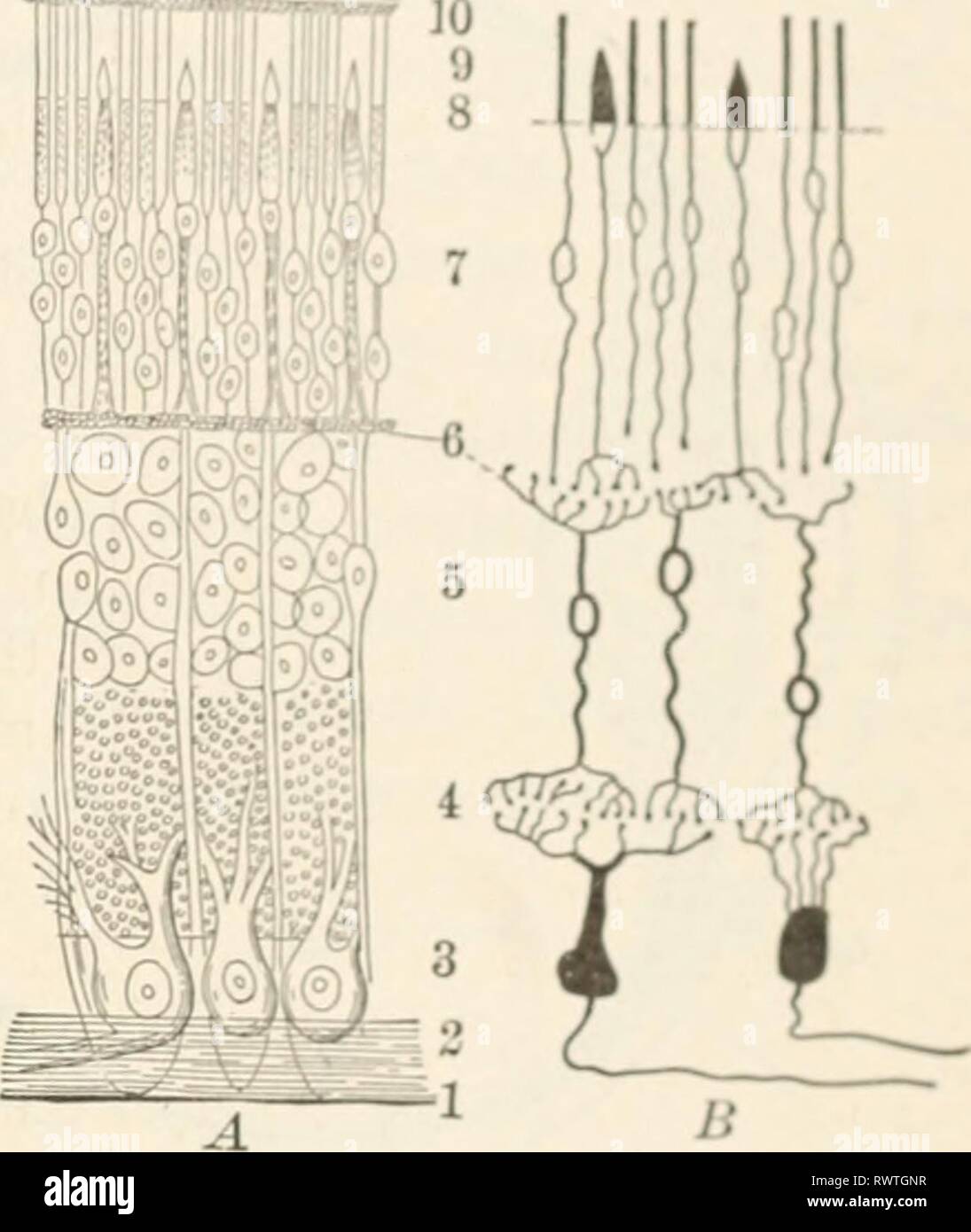 Elements of biology; a practical Elements of biology; a practical text ...