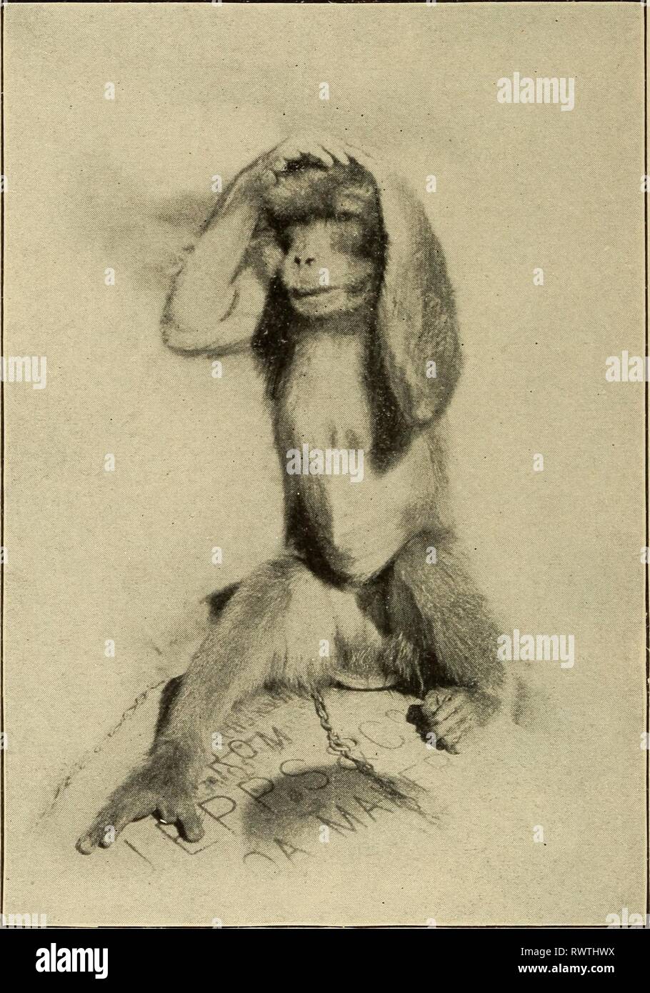 Gerald Monkey Elementary zoology (1902) Elementary zoology elementaryzoolog00kell ...