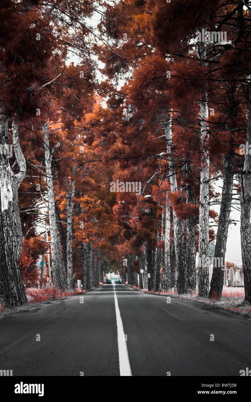 Moody fall foliage hi-res stock photography and images - Alamy
