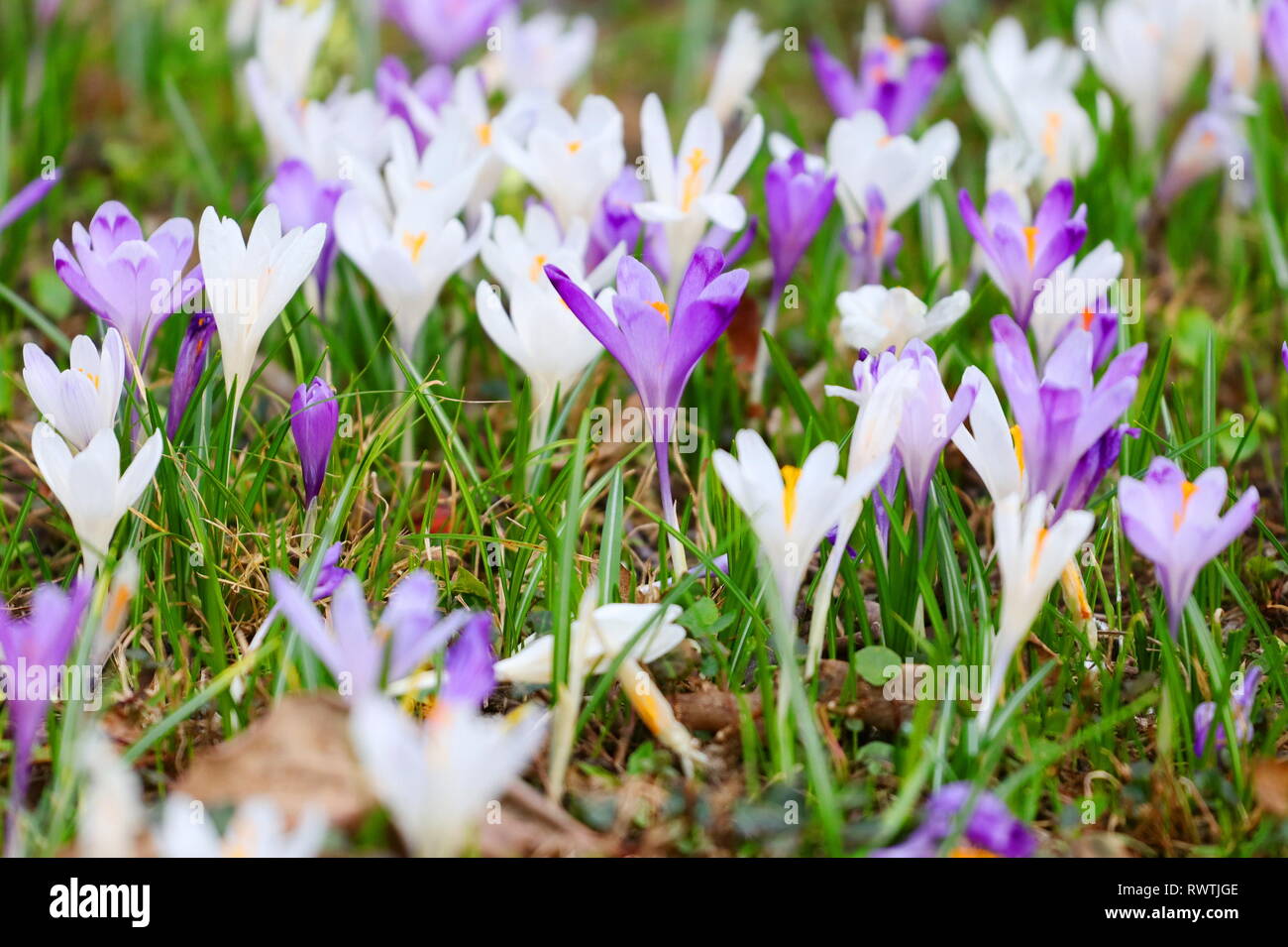 Crocuses on march meadow hi-res stock photography and images - Alamy