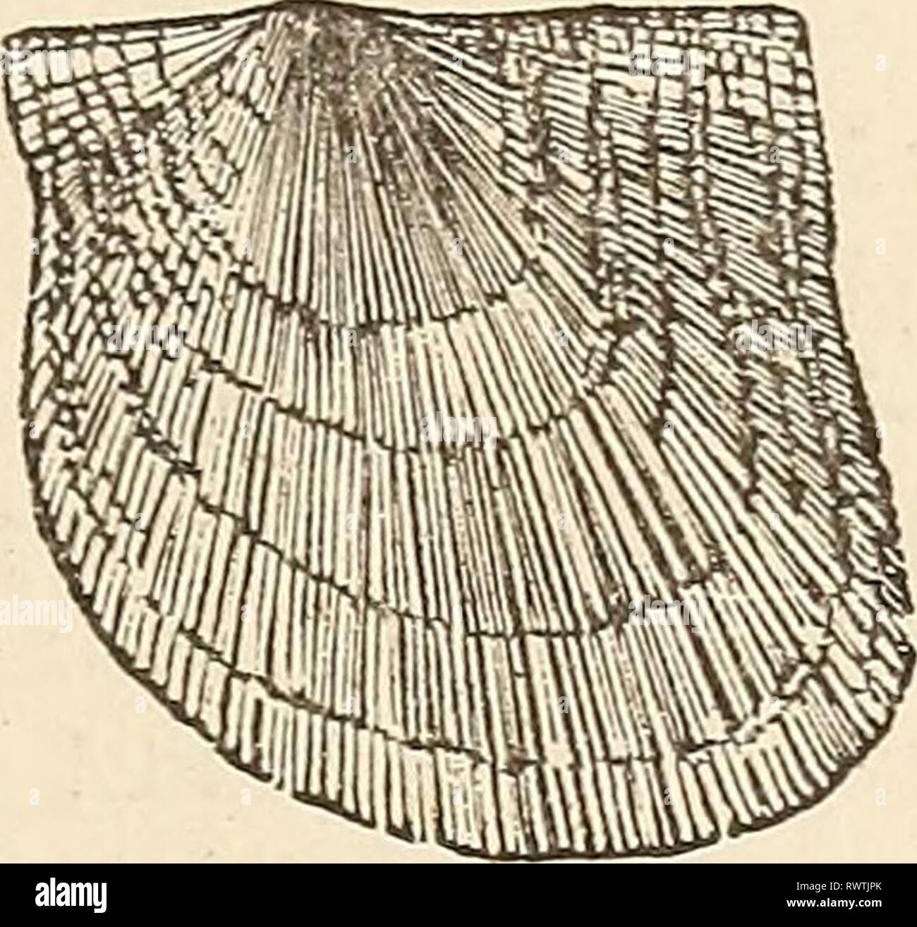 Avicula hi-res stock photography and images - Alamy