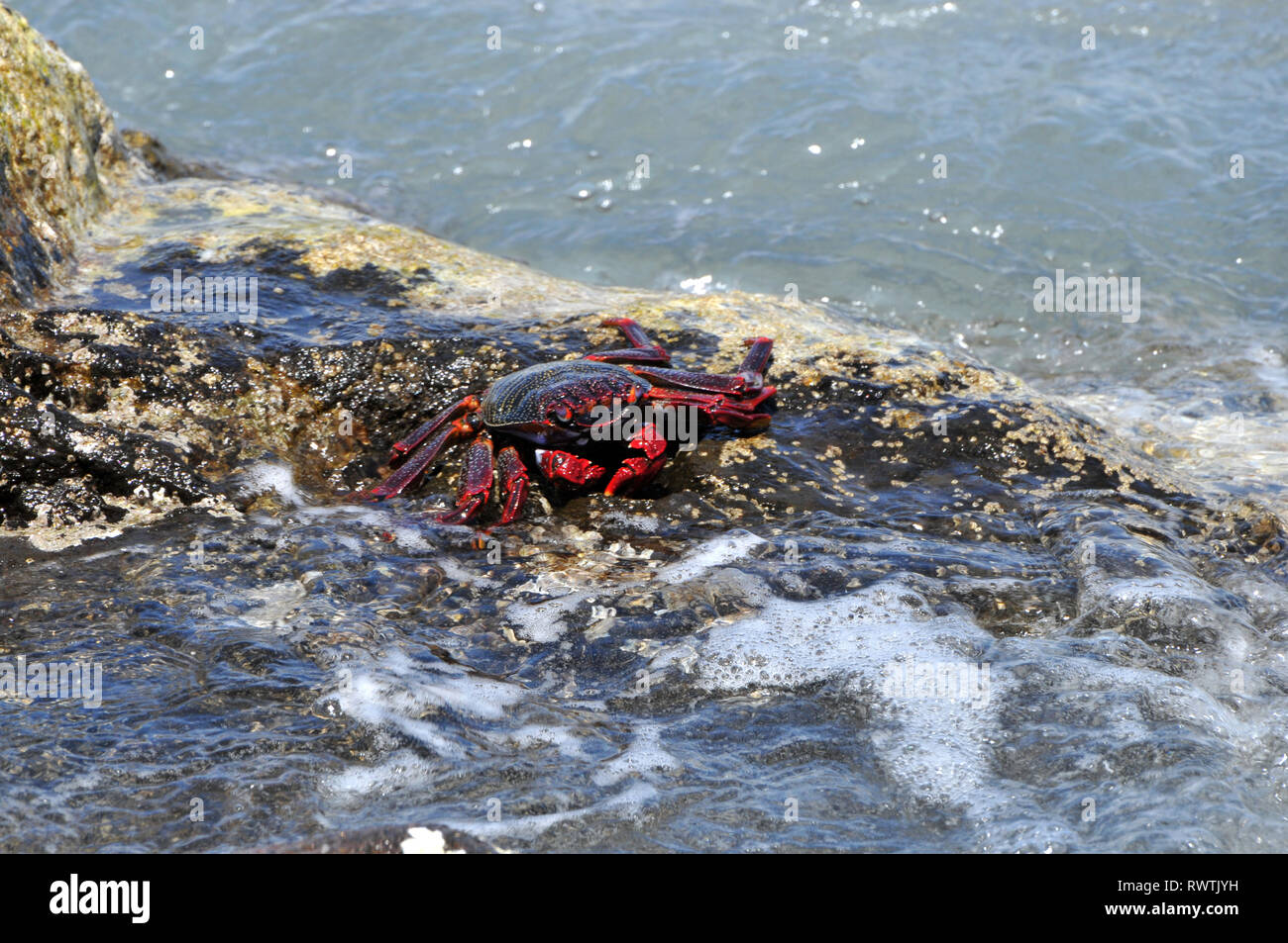 Around Madeira - Lightfoot crab (Grapsus adscensionis) on the shoreline Stock Photo