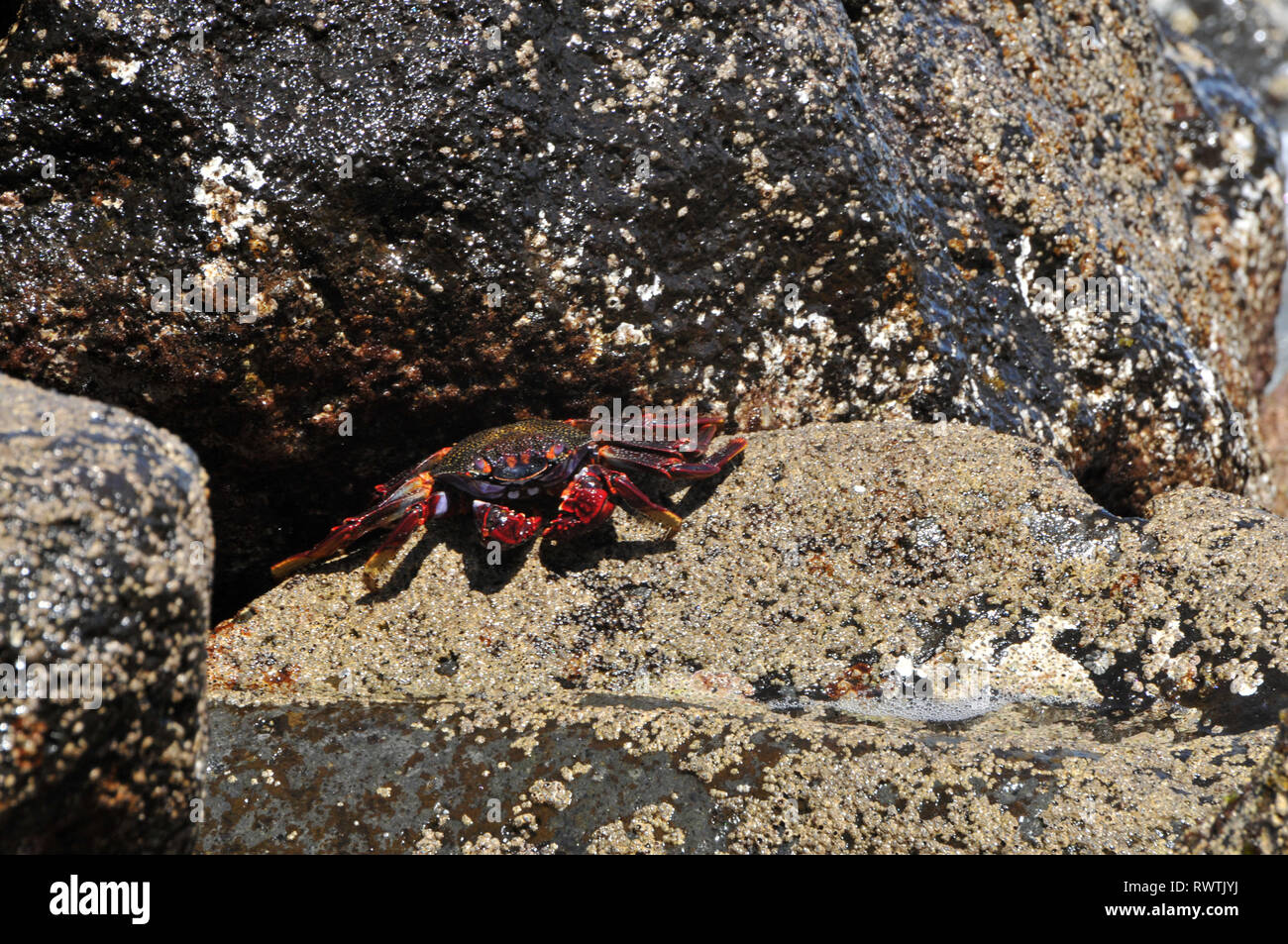 Around Madeira - Lightfoot crab (Grapsus adscensionis) on the shoreline Stock Photo