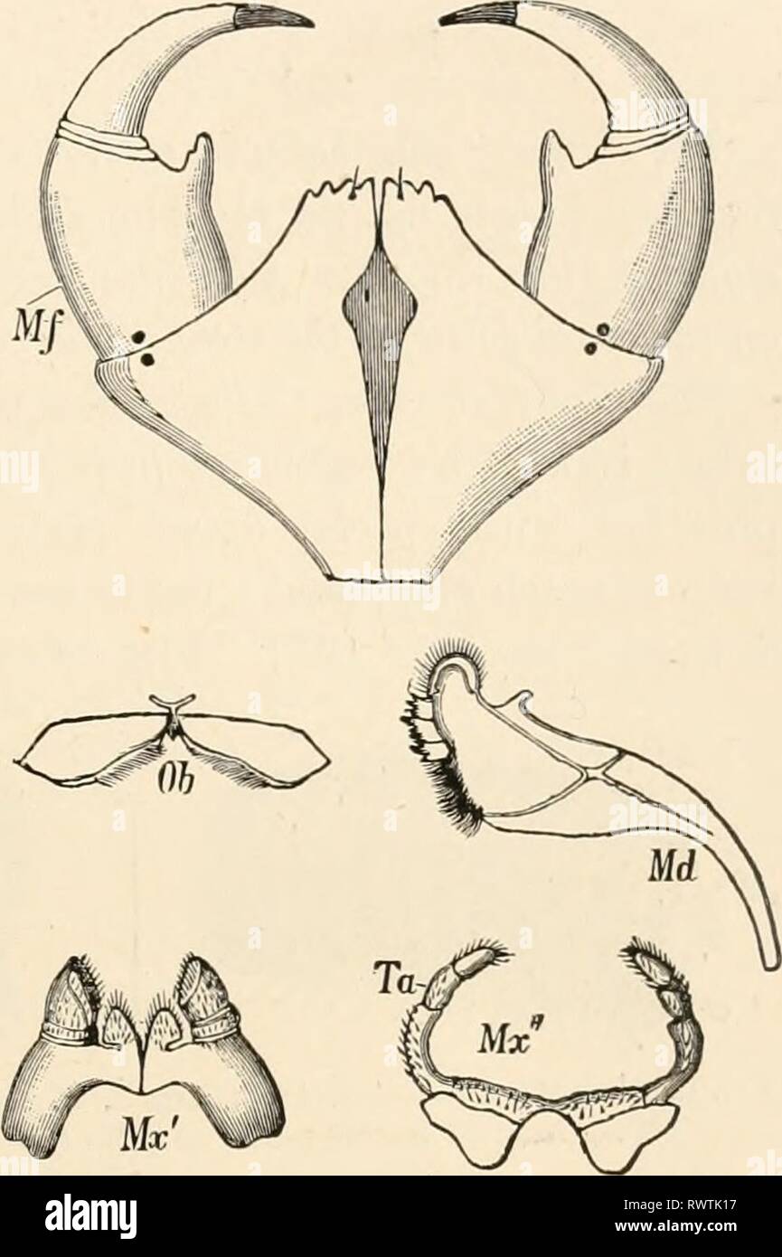 Elementary text-book of zoology (1884) Elementary text-book of zoology elementarytextbo0101clau Year: 1884  C1IILOPODA. 519 eyes. There are always two pairs of jaws (fig. 425) ; the mandibles (Md) and one pair of maxillae (Mx1), the latter bearing a short palp. In addition, the first pair of (thoracic) legs (Mx'} forms a kind of tmderlip which often, bears two long palps. The next pair of legs always approaches the head as a kind of maxilliped, and forms by the growing together of its basal parts a consider- able median plate, on the right and left of which great, four-jointed poison claws (Mf Stock Photo