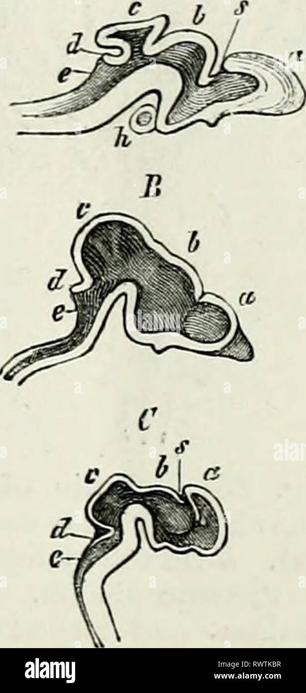 Elements of Comparative Anatomy (1878) Elements of Comparative Anatomy elementsofcompar78gege Year: 1878  BRAIN OF VEETEBEATA. 503 fi'om a mere elougation of a shorter nerve-ceutrej but from the gradual develojDment of a nerve-cliordj whicli primitively formed a peripheral apparatus only. The differences in the characters of the braiu (exclusive of the medulla oblongata) and of the spinal chord, so far as regards the arrangement of the white and gray substance, serve to confirm this view, which is also supported by other facts. A. Central Organs of the Nervons System. a) Brain. § 380. Three su Stock Photo