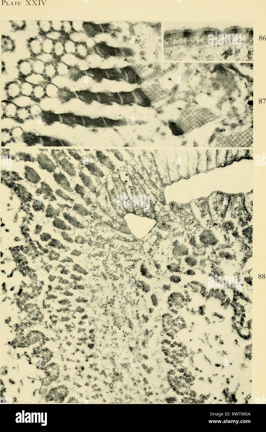 Electron-microscopic structure of protozoa (1963) Electron-microscopic structure of protozoa electronmicrosco00pite Year: 1963  lA / Stock Photo