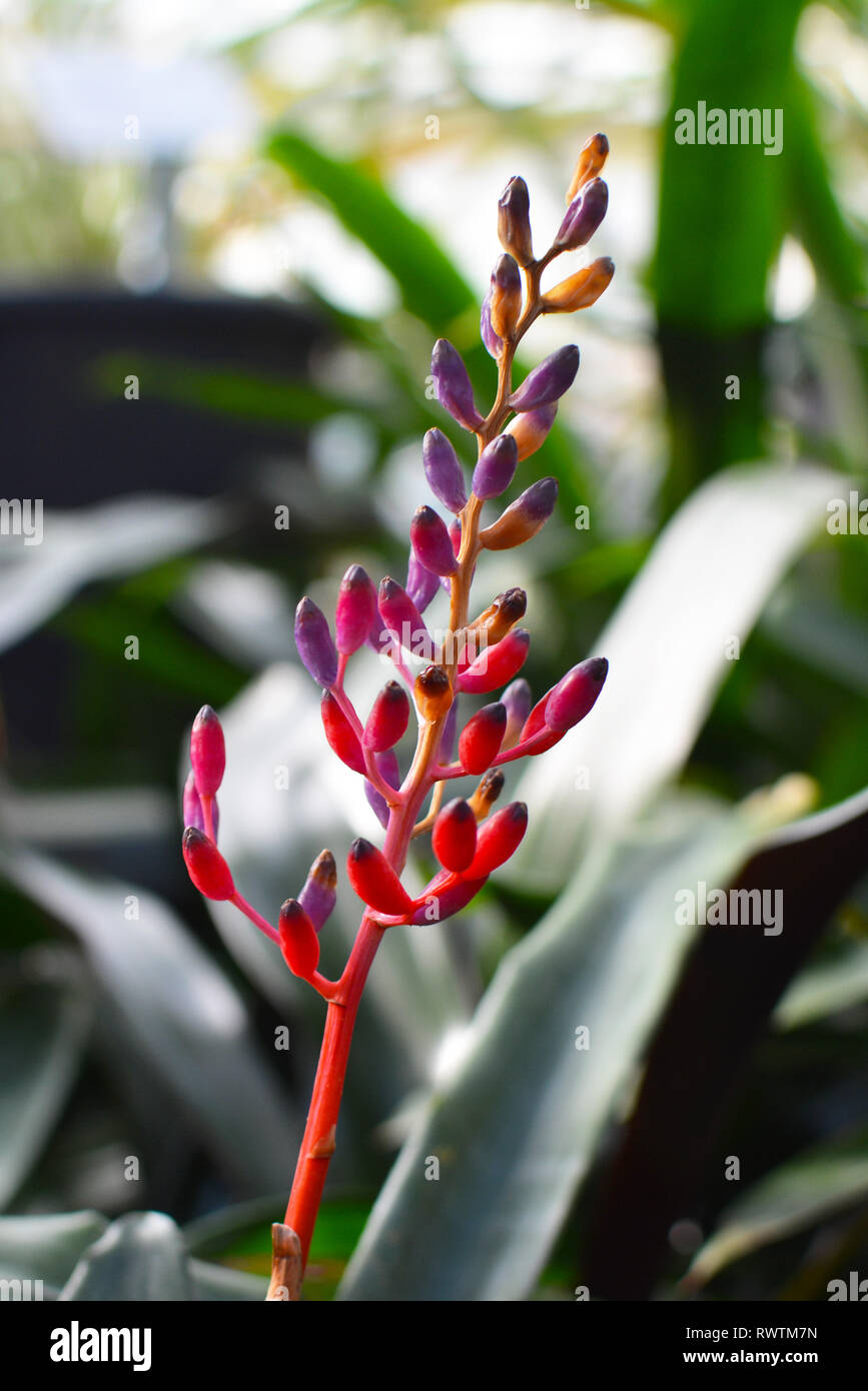 Close up of a blooming flower of an exotic Aechmea Weilbachii bromeliad plant Stock Photo