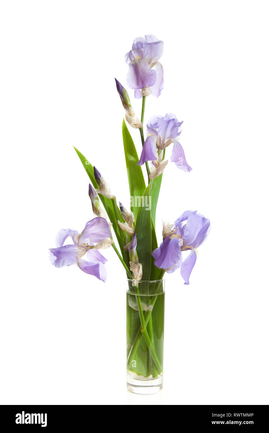 bouquet of spring purple Iris in a vase isolated on a white background