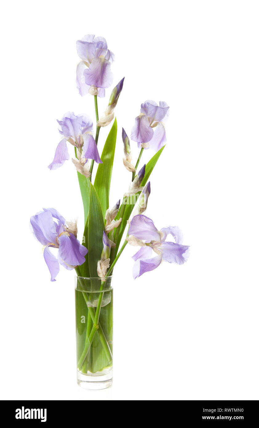 bouquet of spring purple Iris in a vase isolated on a white background