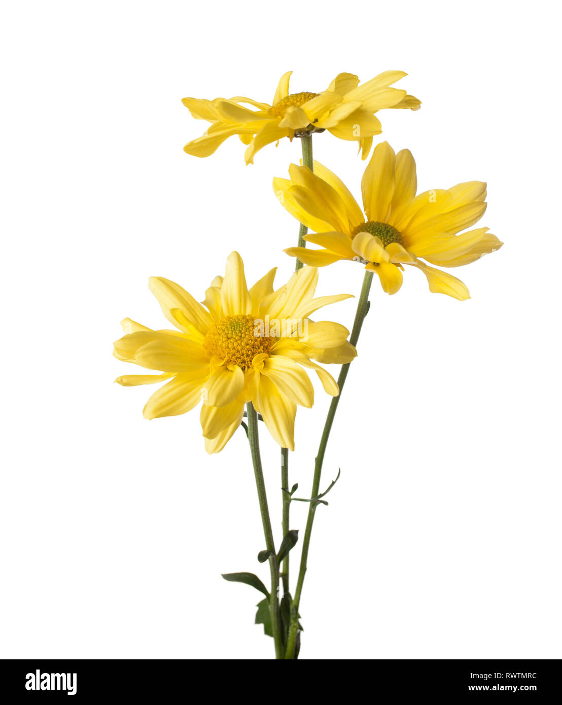 daisy flowers isolated on white background Stock Photo - Alamy