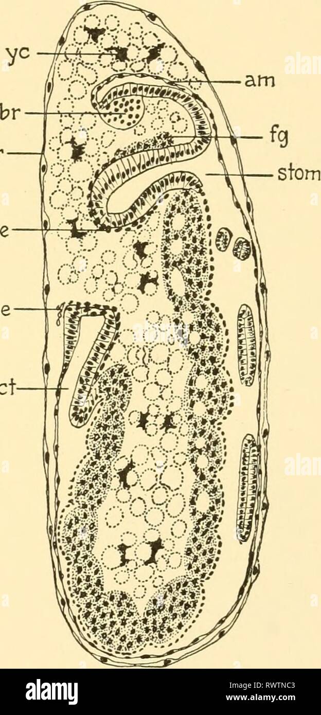 Embryology of insects and myriapods Stock Photo Alamy