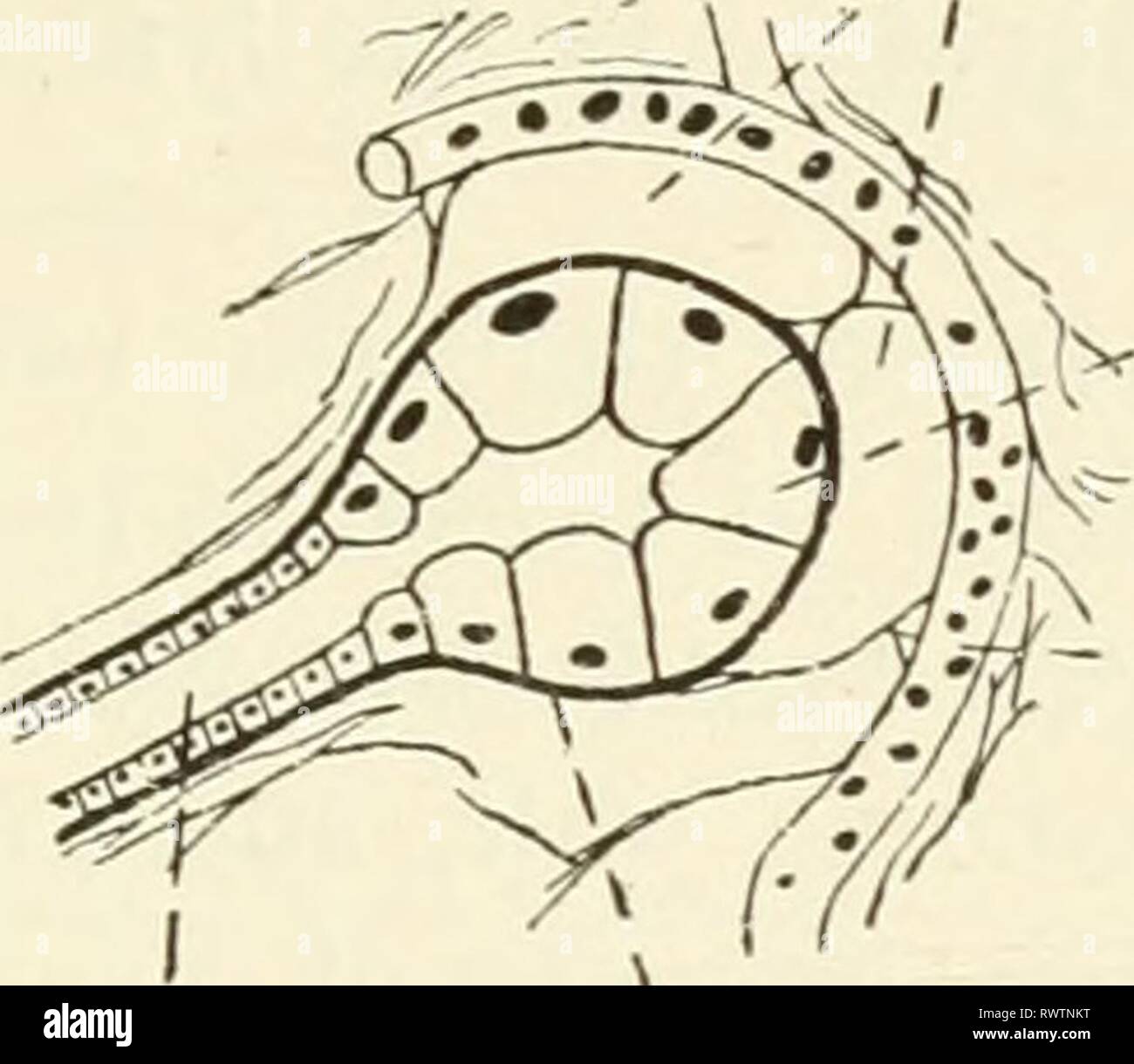 Elements of human physiology (1907 Stock Photo Alamy