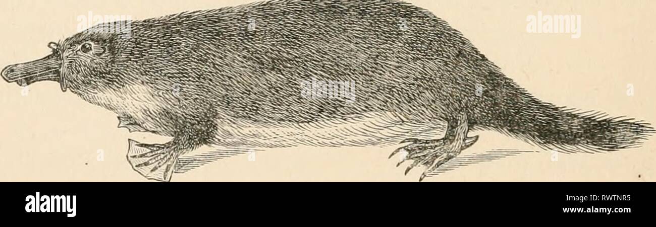 Elementary text-book of zoology (1884) Elementary text-book of zoology elementarytextbo0201clau Year: 1884  FIG. Gsl.—Echidna, hystrix.    FIG. 682.—OrnithorhyncTiut paradoxui. The form of the body and the mode of life of the Monotremes partly recall the Anteaters and Hedgehog (Echidna hystrix, fig. 681) and partly the Otters and Moles (Ornithorhynchus); in fact, Or-, nithorhyncJms received the appropriate name of ' Watermole ' from the Australian settlers (fig. 682). Ecli'lna is covered with strong- spines, and possesses an elongated edentulous snout, with a vermi- form, protrusible tongue. T Stock Photo