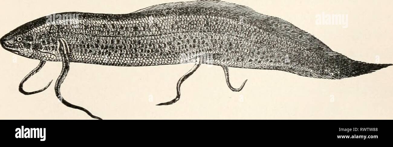 Protoperus Fish Protopterus High Resolution Stock Photography and Images - Alamy