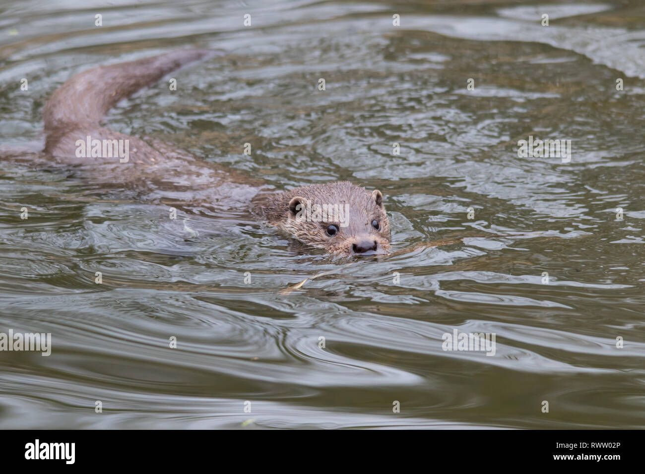 A Eurasian Otter (Lutra lutra), also known as the European Otter, Eurasian River Otter, Common Otter, and Old World Otter. Stock Photo