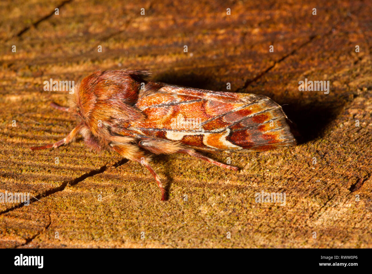 A Pine Beauty Moth (Panolis flammea) resting on a log Stock Photo Alamy