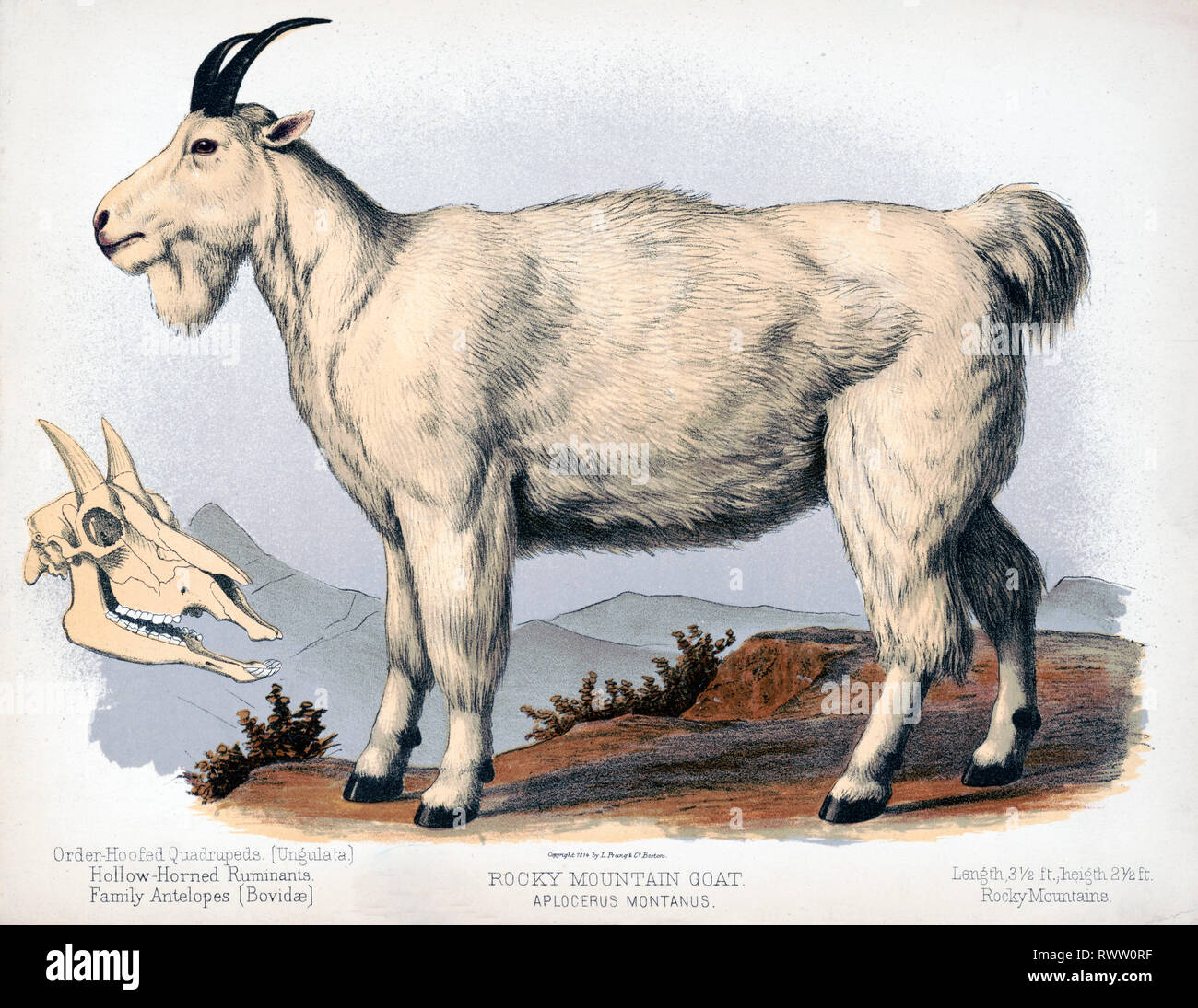 Hollow horned ruminants hires stock photography and images Alamy