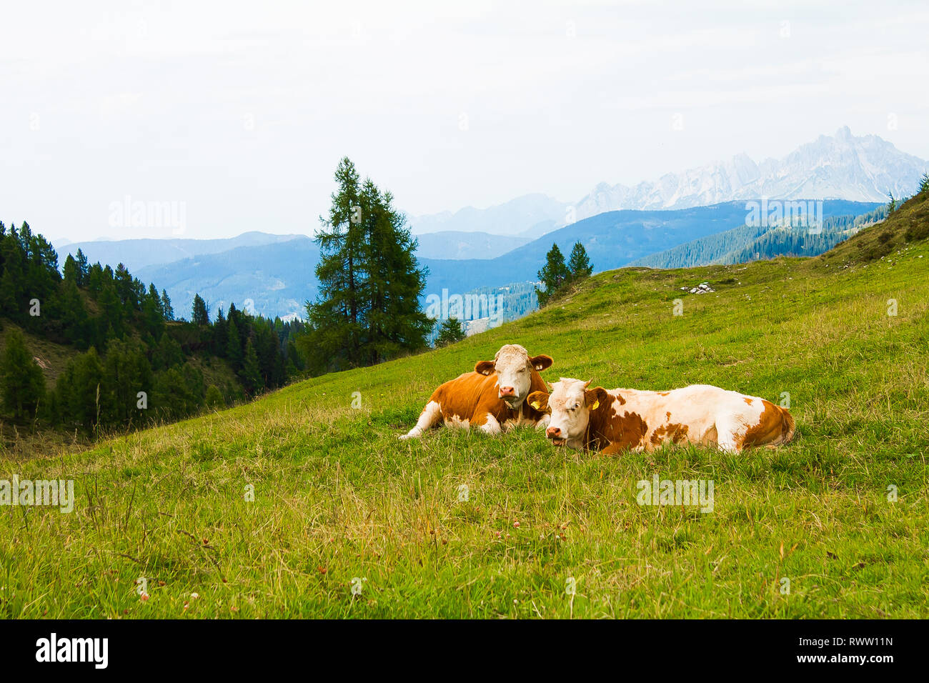 panoramic view over the austria alps with cows Stock Photo - Alamy
