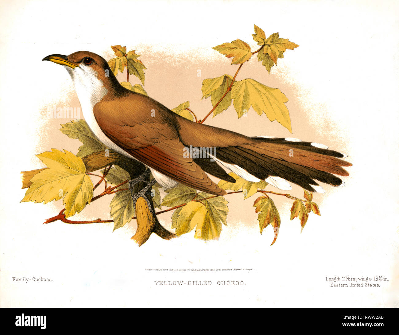 19th century Prang animal prints -  Yellow-billed cuckoo ca. 1874  Family - Cuckoos Stock Photo