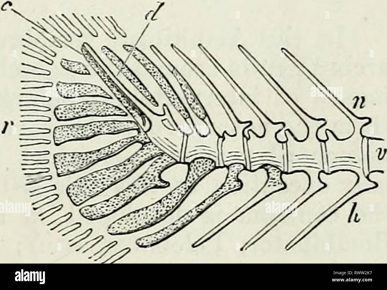 Elements of Comparative Anatomy (1878) Elements of Comparative Anatomy elementsofcompar78gege Year: 1878  VEETEBE.E OF VERTEBEATA. 431 trunk, the lower arches are divided into ribs, and supporting transverse processes (parapophyses). In the tail of the Selachii and Ganoidei they are continuously connected with the centrum, and run out into spinous processes, just like the upper arches. In the Teleostei the costiferous transverse processes gradually converge, in the caudal region, and form inferior arches, which are not homologous with those of the Selachii and Ganoidei, although they also form Stock Photo