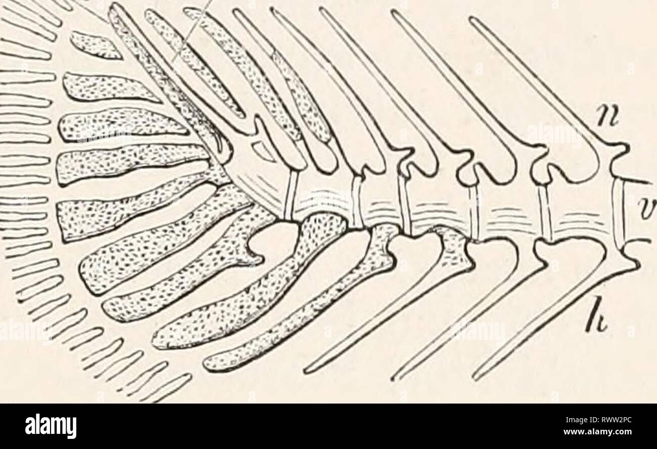 Elements of comparative anatomy (1878) Elements of comparative anatomy elementsofcompar00gege Year: 1878  VERTEBRA OF VERTEBRATA. 431 trunk, the lower arches are divided into ribs, and supporting' transverse processes (parapopliyses). In the tail of the Selachii and Gano'idei they are continuously connected with the centrum, and run out into spinous processes, just like the upper arches. In the Teleostei the costiferous transverse processes gradually converge, in the caudal region, and form inferior arches, which are not homologous with those of the Selachii and Gano'idei, although they also f Stock Photo