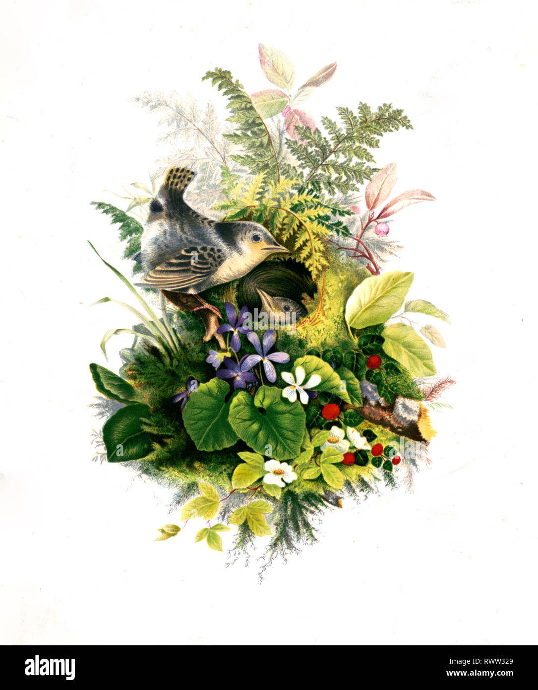 19th century illustrations - Print shows two wrens at a nest with ferns and other plants and leaves around it; it may be made of moss. (Wren's Nest) Stock Photo