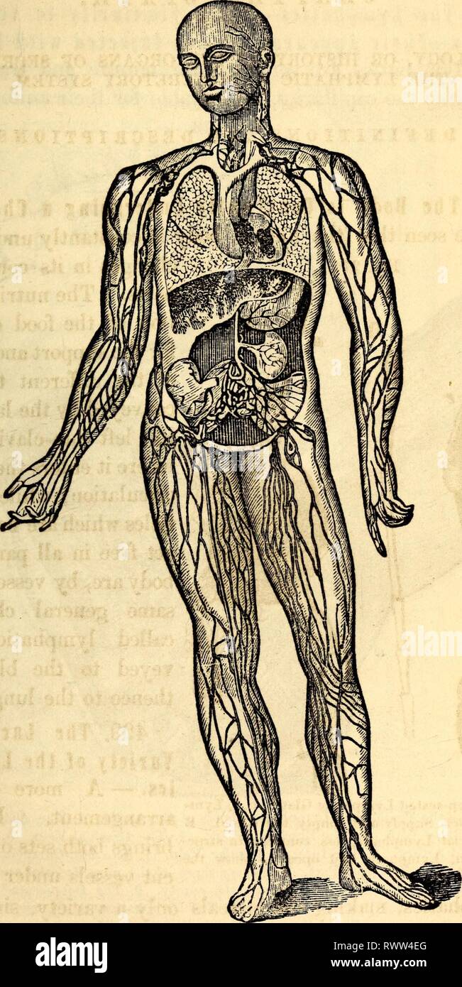 Elementary anatomy and physiology Stock Photo Alamy