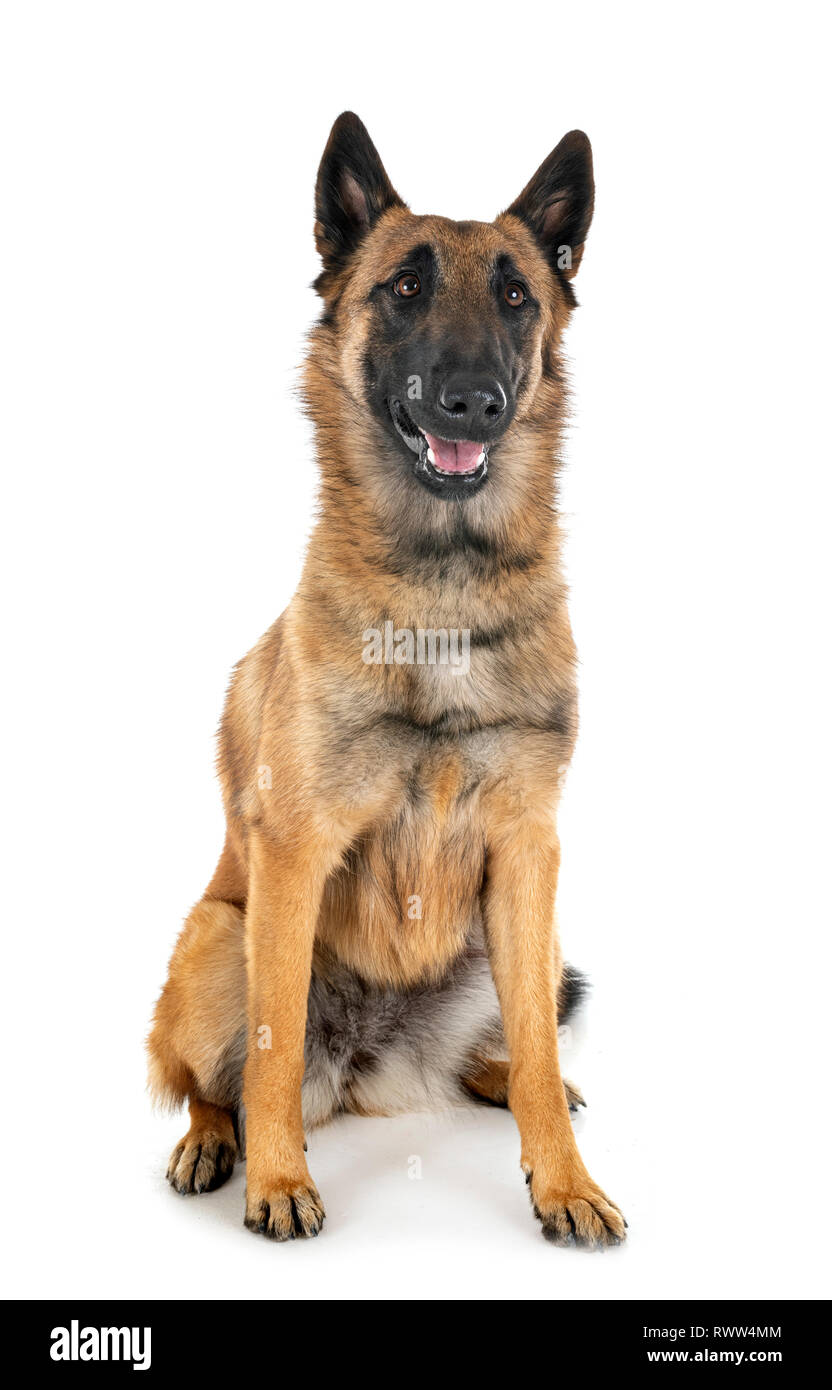 belgian shepherd in front of white background Stock Photo - Alamy