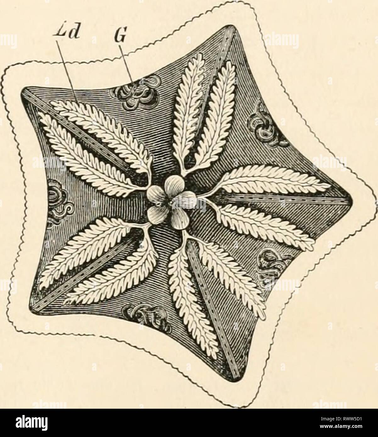 Elementary text-book of zoology (1884) Elementary text-book of zoology elementarytextbo0101clau Year: 1884  STELLERIDEA. 293 situate inter-radially and upon the dorsal surface. The multilobed branched diverticula of the stomach extend into the cavities of the arms (fig. 218). On the ventral sin-face of the latter, two or four rows of ambulacral feet project from the deep ambulacral groove, the edge of which is beset with papilla? (fig. 235). Pedicdlarice are also found, and dermal gills projecting through the tentacular pores of the dorsal surface. They feed principally upon Mottusca, and, by  Stock Photo