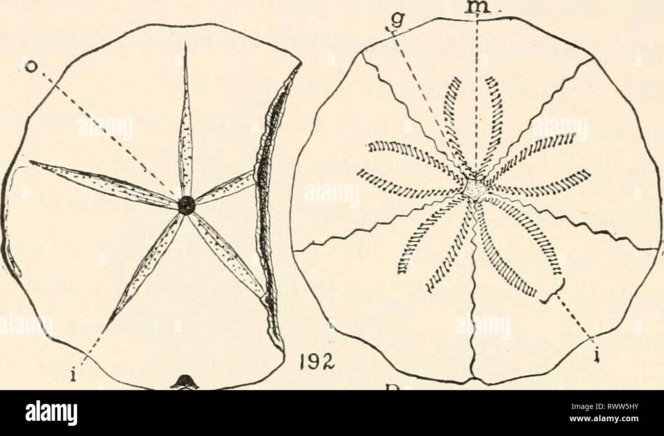 Elements of comparative zoology (1904) Elements of comparative zoology elementsofcompar1904king Year: 1904  282 SYSTEMATIC ZOOLOGY. the lower surface; the vent is on the margin of the disc, or near the margin on the lower surface. It is interradial in position. Comparisons with forms like these, or better    a A a FIG. 96.—A, oral, and B, aboral surfaces of sand-dollar (Echinarachnius). a, vent; g, genital pores; i, ambulacral areas; m, madreporite; o, mouth. with Spatangoids (infra), show why the odd or unpaired ray of a starfish is called the anterior ray (see Laboratory work). In a few of t Stock Photo
