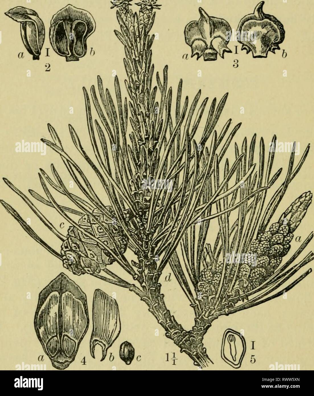 Elements of botany (1896 Stock Photo Alamy