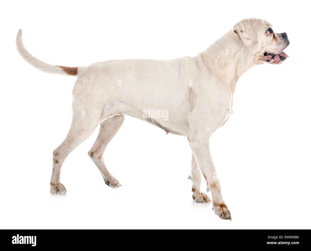 white boxer in front of white background Stock Photo - Alamy