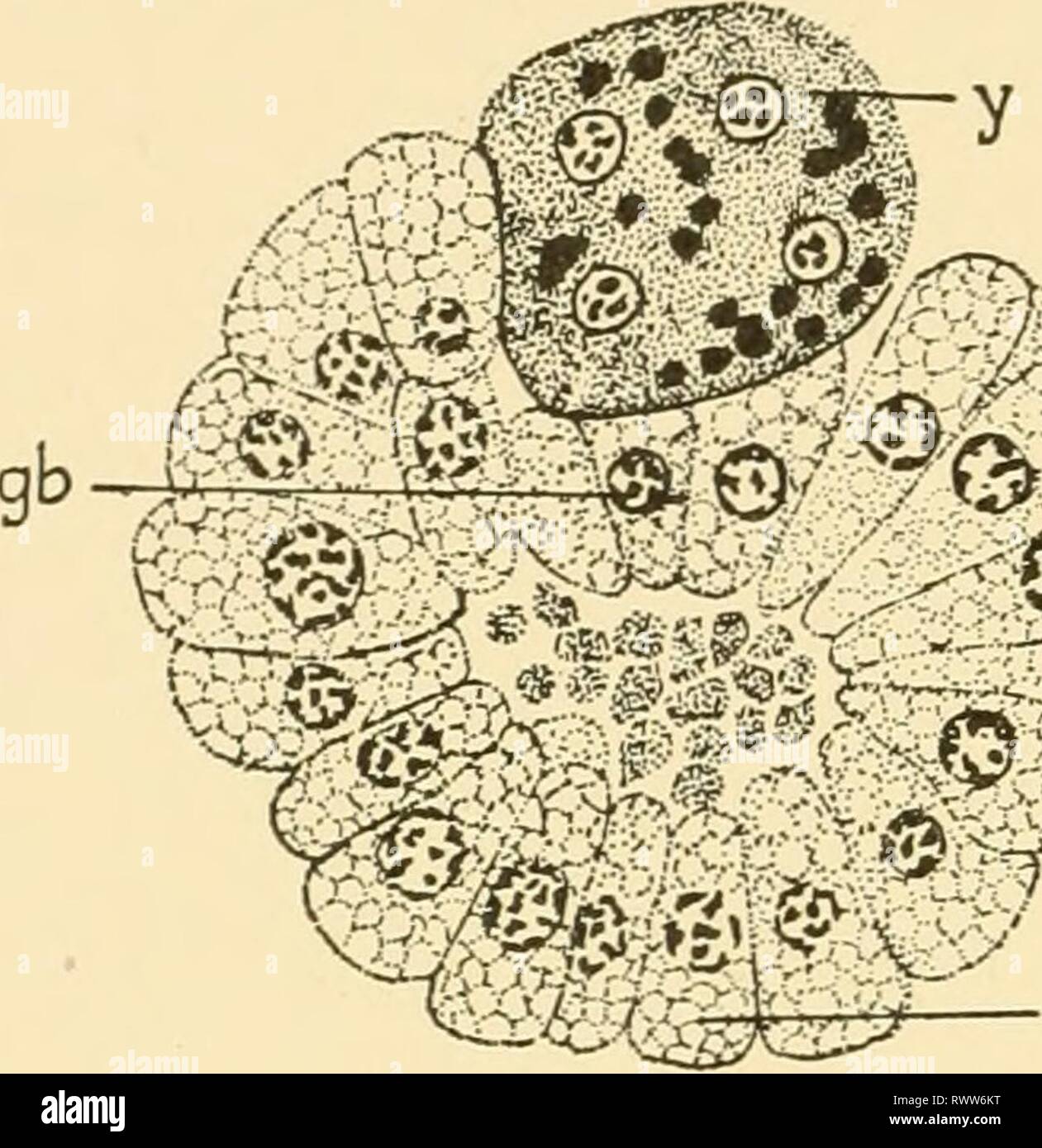 Embryology of insects and myriapods; Embryology of insects and myriapods; the developmental history of insects, centipedes, and millepedes from egg desposition [!] to hatching embryologyofinse00joha Year: 1941  290 EMBRYOLOGY OF INSECTS AND MYRIAPODS becomes the embryonic rudiment; the other layer, the envelope. This pecuHar condition, where the yolk, instead of lying inside the vesicle formed by the primary epithelium (blastoderm) comes to lie outside of it, was first described by Brues (1903) for Xenos peckii. Stock Photo