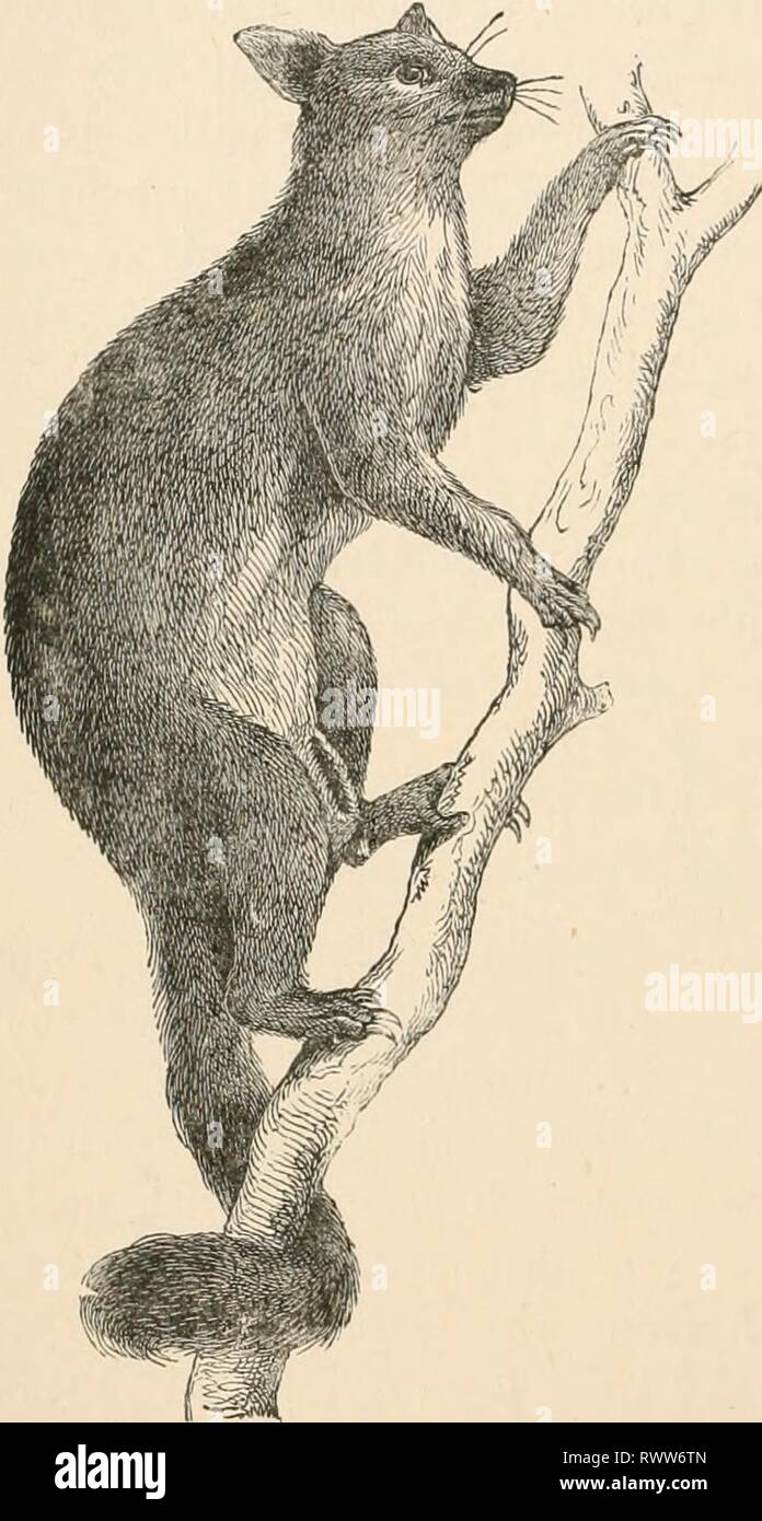 Elementary text-book of zoology (1884) Elementary text-book of zoology elementarytextbo0201clau Year: 1884  304 MAMMALIA. ance with the arboreal life. With respect to the dentition these animals are intermediate between the Glirina and Halmaturidce. Fain. Phascolarctidse. Body stout, unwieldy, head thick, ears large, and tail quite rudimentary. Plutxcnlari-tux i-i/im-nx Goldf.. Koala. Dentition New South Wales. c.' i. p. m. &gt;n. Fam. Phalangistidse. Of slender form, with prehensile tail. Petaunm Desin. : /'. jn/ij iiitfux Desm., scarcely 4 inches long : Phalumjixtti n/ljiina    Desm. (fig. l Stock Photo