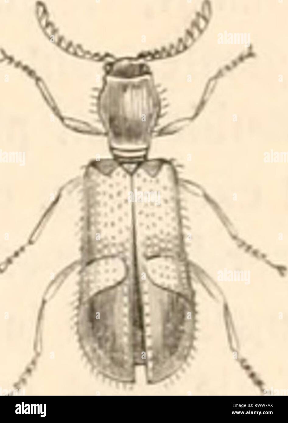 Georges-Louis-Leclerc-Un-Pionnier-des-Sciences-Naturelles