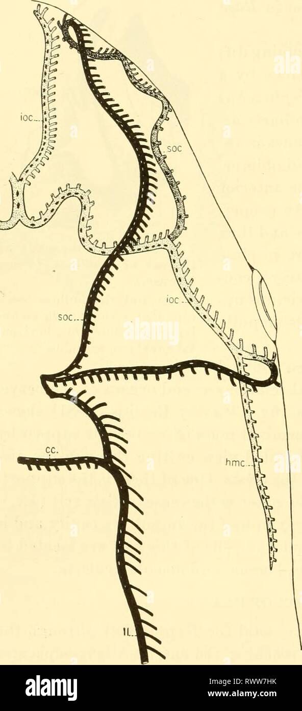 The elasmobranch fishes (1934) The elasmobranch fishes elasmobranchfish03dani Year: 1934  274 THE ELASMOBRANCH FISHES DEVELOPMENT OF EAR The ear {Scyllium, fig. 239), like the nose, forms as a pit. In the development of the ear, however, the vesicle thus formed sinks in and, as the sacculus (s.), becomes far removed from the exterior. It does not, however, lose entire con- nection with the outside for as it sinks inward it becomes flask-shaped, the long neck being the endolymphatic duct {e.d.). At this stage the outer wall of the vesicle becomes thin and the anterior oblique and horizontal sem Stock Photo