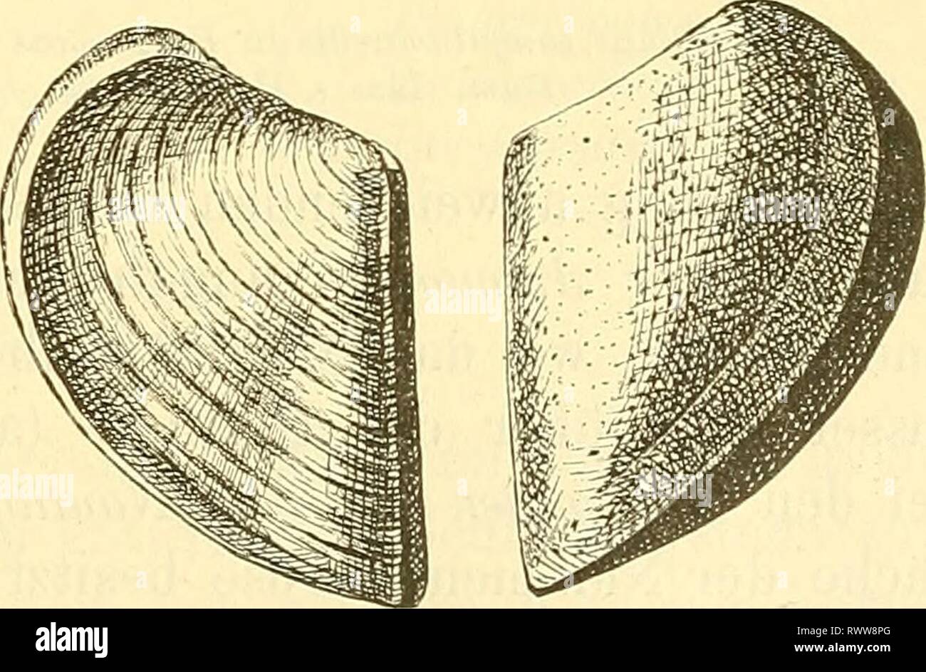 Elemente der palaeontologie (Palaeozoologie) (1884) Elemente der