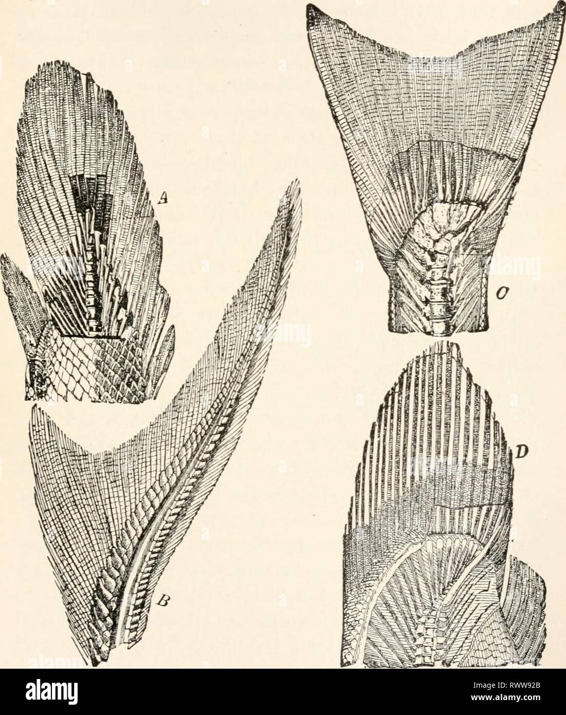 Elements of comparative zoology (1904 Stock Photo Alamy