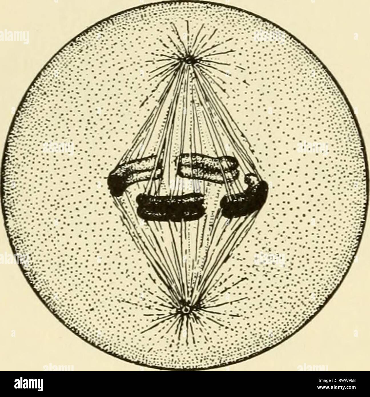 Elements of biology, with special Elements of biology, with special reference to their rôle in the lives of animals elementsofbiolog00buch Year: 1933  3o8 ELEMENTS OF BIOLOGY them. While the asters are thus migrating the chromatin granules within the nucleus become arranged into a distinct thread, known as a SPIREME because o£ its coiled arrangement, and the membrane around the nucleus begins to disappear, being transformed by some unknown process of metabolism. The spireme presently is resolved into a number of rods or other shaped units of chromatin known as CHROMOSOMES. As the nuclear membr Stock Photo