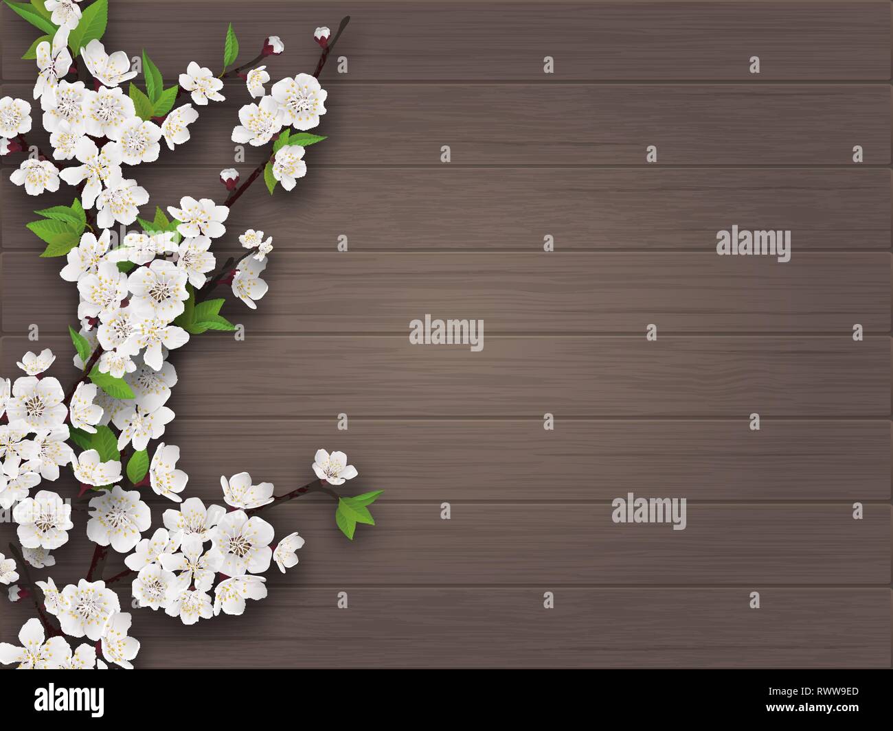 Spring blooming cherry branch on old wooden background. Stock Vector