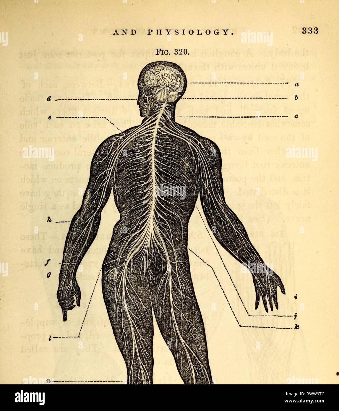 Elementary anatomy and physiology Stock Photo Alamy