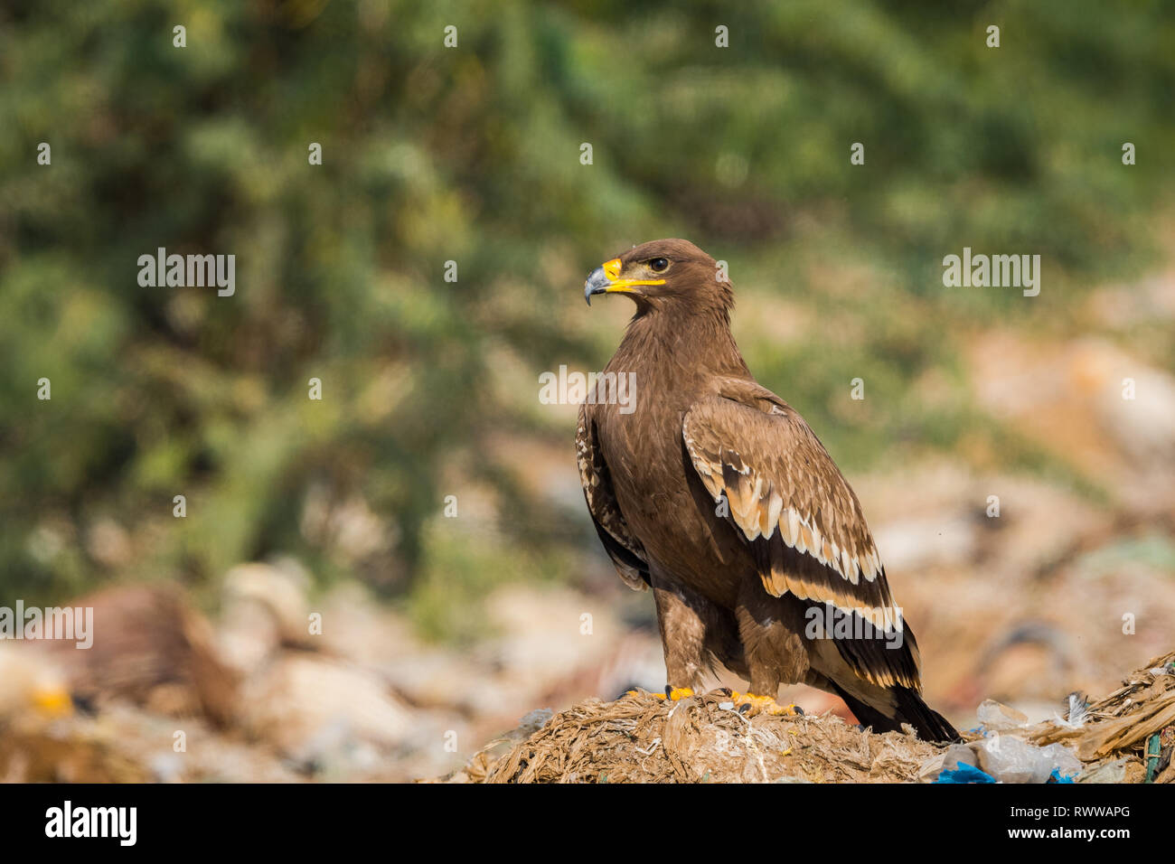 Eagle Soaring Sun Stock Photos Eagle Soaring Sun Stock