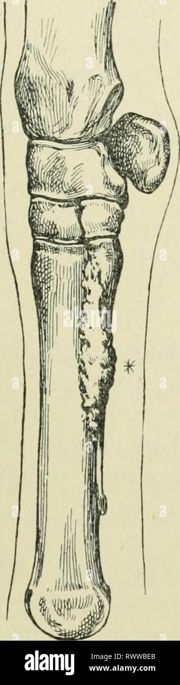 Illustration horse splint hi-res stock photography and images - Alamy