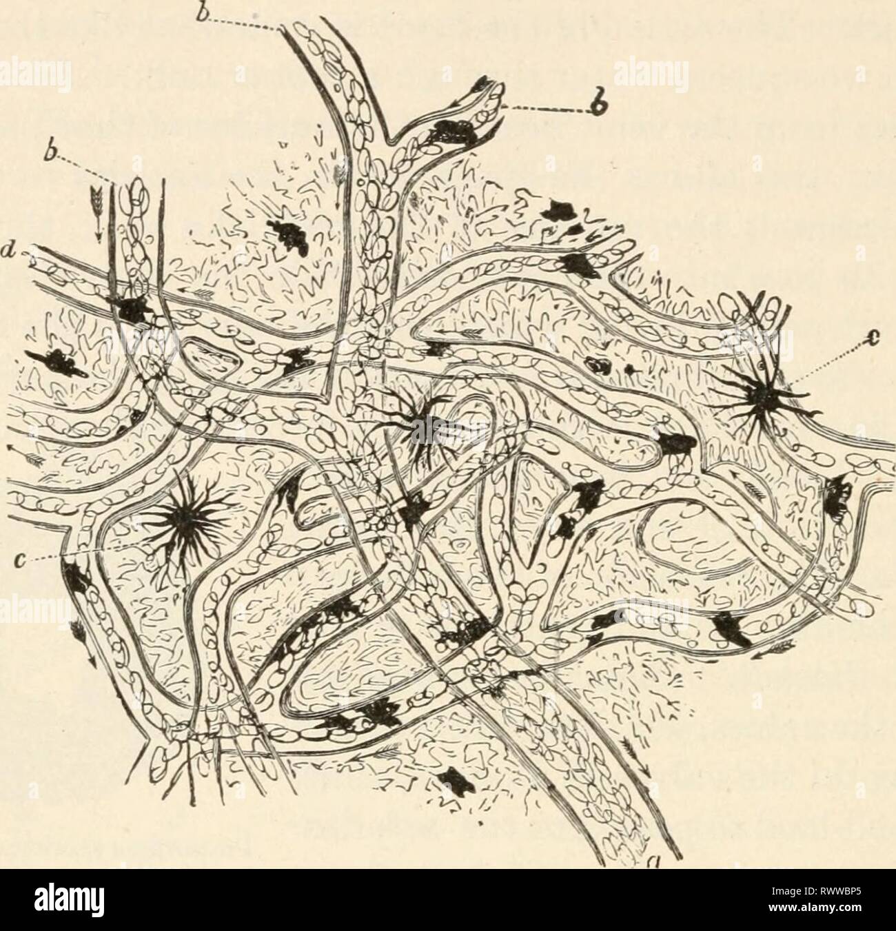 Capillary tubes hires stock photography and images Alamy