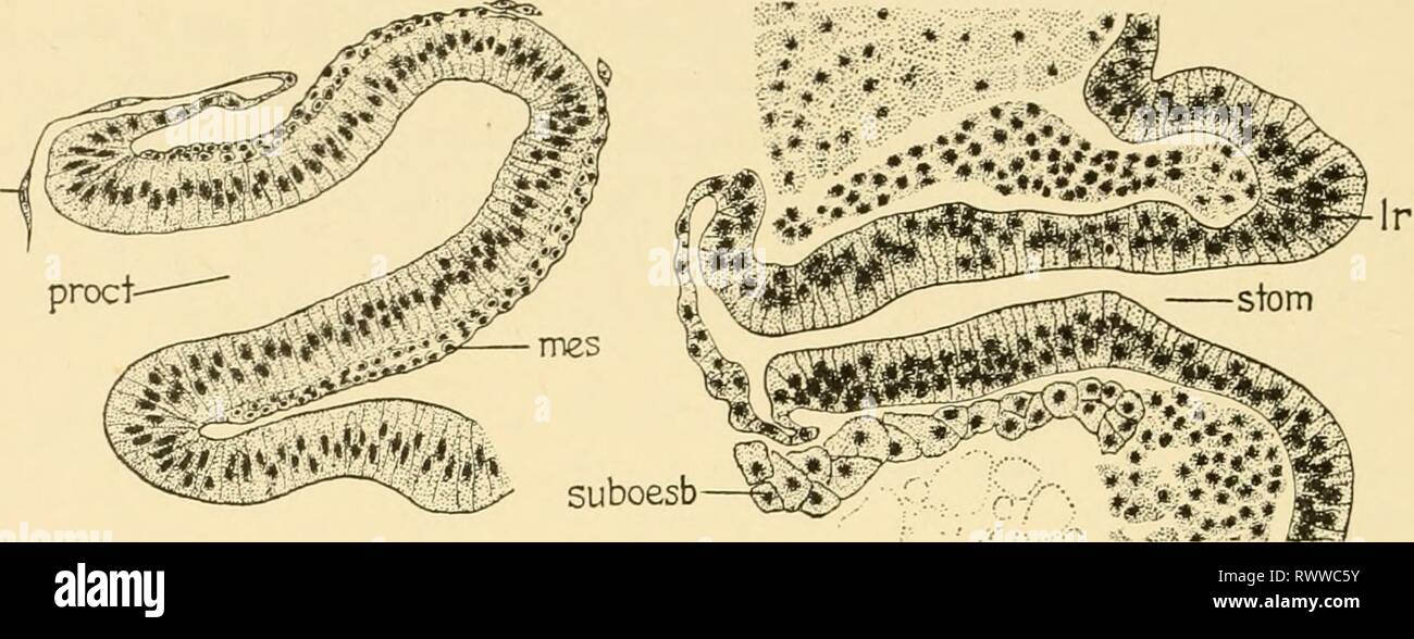 Embryology of insects and myriapods; Embryology of insects and myriapods; the developmental history of insects, centipedes, and millepedes from egg desposition [!] to hatching embryologyofinse00joha Year: 1941  348 EMBRYOLOGY OF INSECTS AND MYRIAPODS    A B Fig. 306.—Diacrisia. Proctodaeum (A) and stomodaeum {B) of 65-hour embryo. {am) Amnion. {Ir) Labrum. (wes) Mesoderm, {vroct) Proctodaeum. {stom) Stomo- daeum. (suboesb) Subesophageal body. Stock Photo