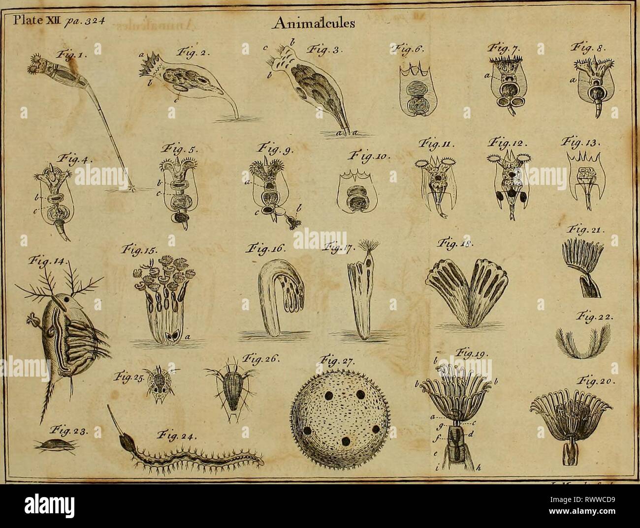 Employment for the microscope Employment for the microscope in two