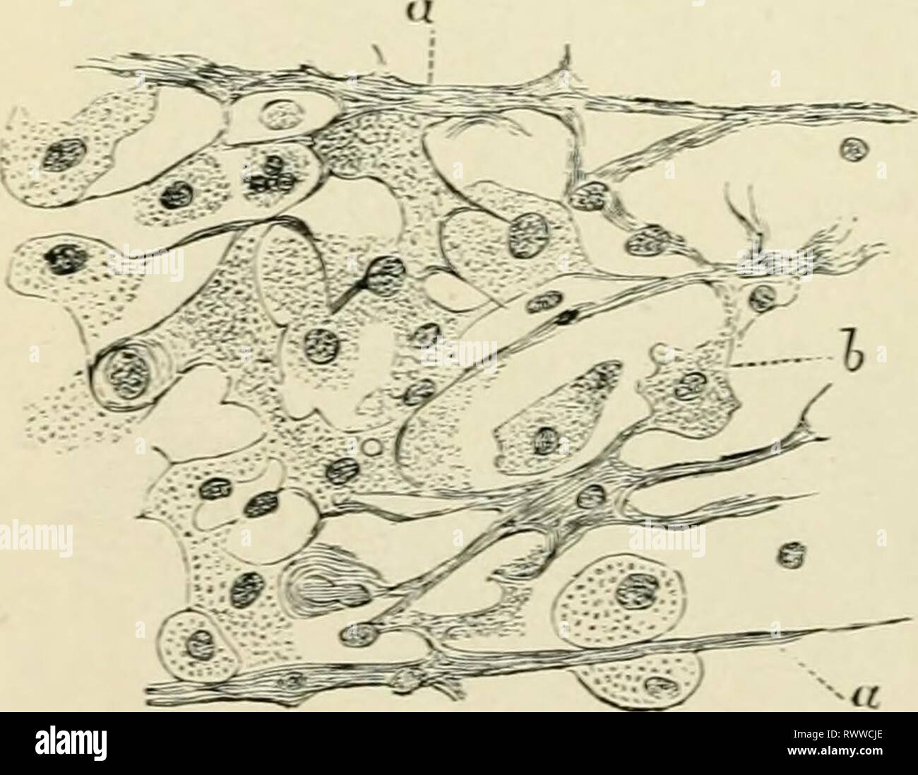 Elements of histology (1898) Elements of histology ...