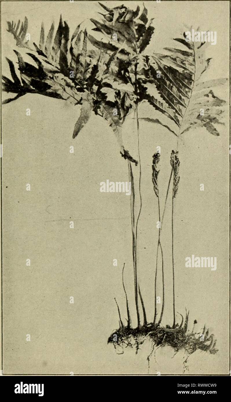 Elementary botany (1898) Elementary botany elementarybotany00atki Year: 1898  DIMORPHISM OF FERNS. 341 ferns are examples of this interesting relation between the leaves like the common sensitive fern (Onoclea sensibilis) and the ostrich fern (O. struthiopteris) and the cinnamon fern (Osmunda cinnamomea). The sensitive fern is here shown in fig. 445. The sterile leaves are large, broadly expanded, and pinnate, the    Fig. 445- Sensitive fern ; normal condition of vegetative leaves and sporophylls. pinnae being quite large. The fertile leaves are shown also in the figure, and at first one would Stock Photo