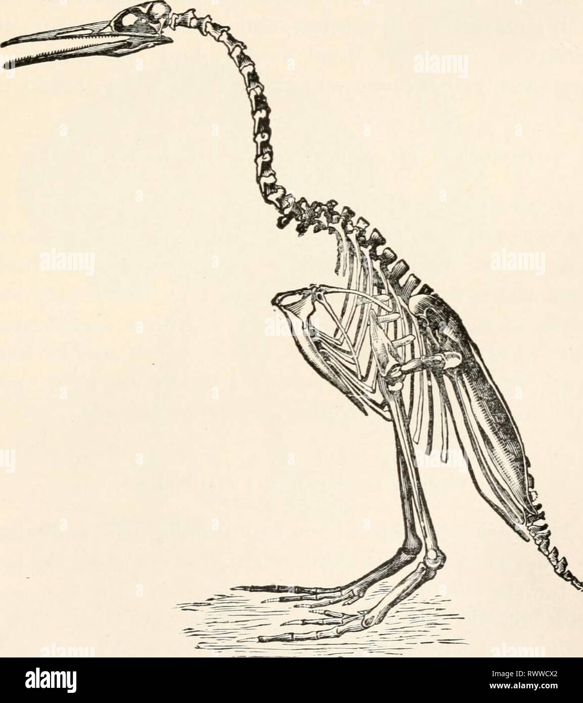 Elements of comparative zoology (1904) Elements of comparative zoology elementsofcompar1904king Year: 1904  BIRDS 355 SUBCLASS I.—SAURUR.E (Tailed Birds). These forms, found fossil in the lithographic stone of Bavaria, had tails of extreme length, the feathers being arranged on either side of the long tail vertebrae; and they    FIG. 150.—Skeleton of wingless toothed oirJ (desperornis}. From Marsh. had teeth in the jaws. Only two specimens are known, the smaller being about the size of a crow, the other some- what larger. They are called Archceopteryx. Stock Photo